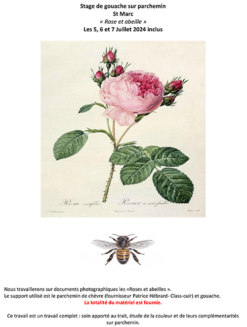 Rose et abeille, peinture sur parchemin